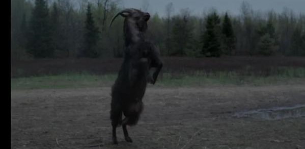 The Witch the goat standing on back feet 2015 Sundance